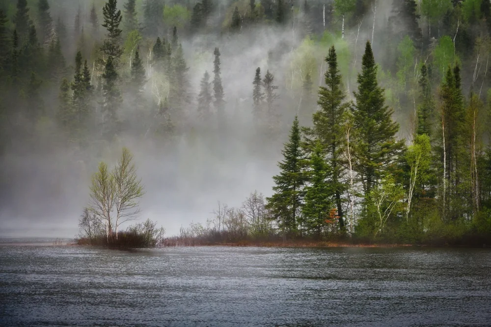 Coniferous Trees in Canada: A Natural Wonder