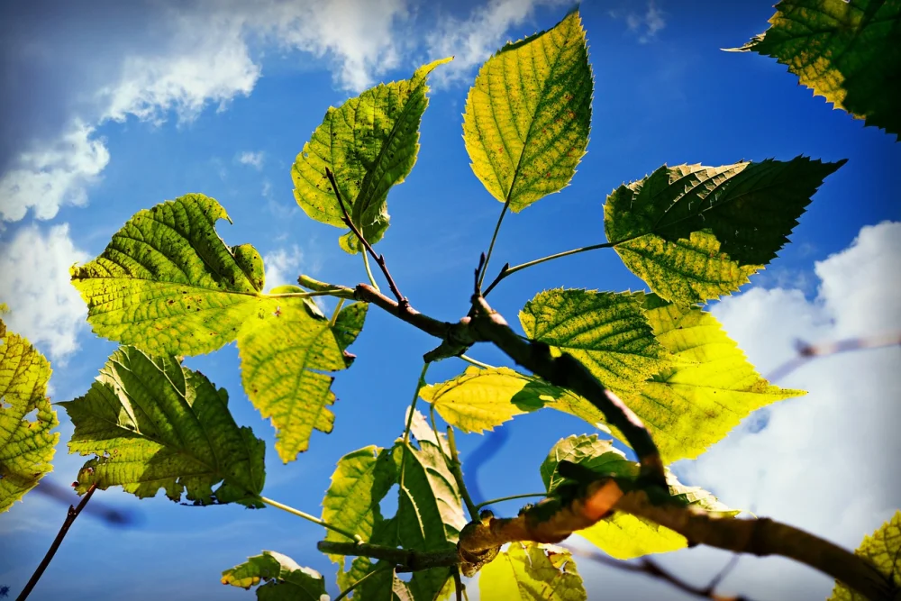 How to Choose the Best Online Plant and Tree Company