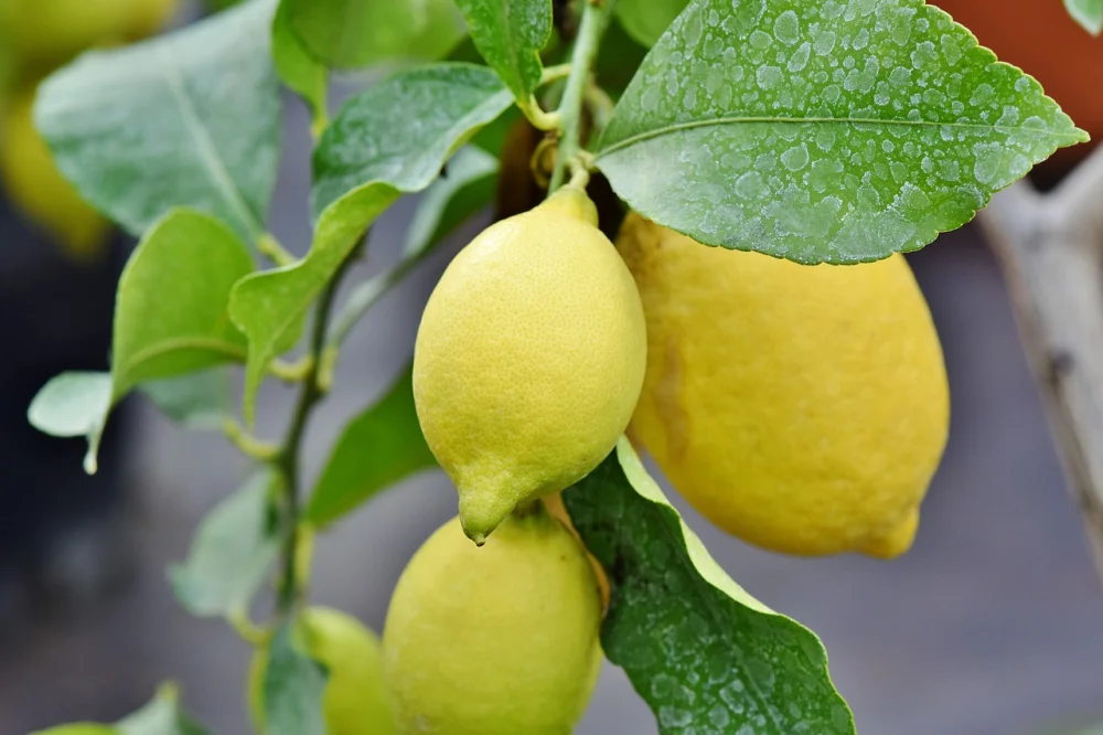 Exploring the Citrus Bounty: The Lemon Tree Fruit in Ethiopia