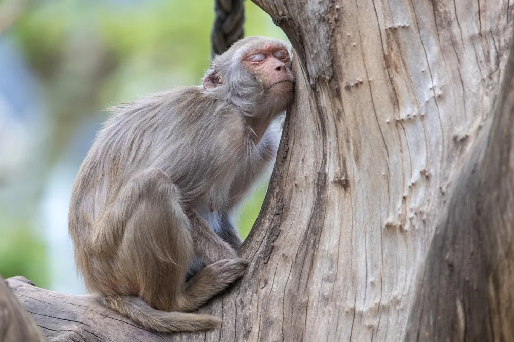 Mozambique’s Enigmatic Monkey Pot Tree