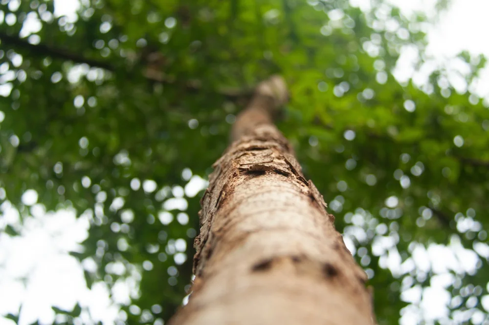 Evertreen Is Leading in Corporate Reforestation & Sustainability