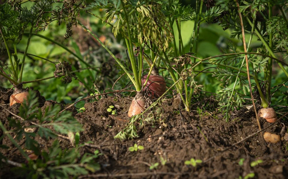 Embracing Sustainable Agriculture: Impact on Food Production