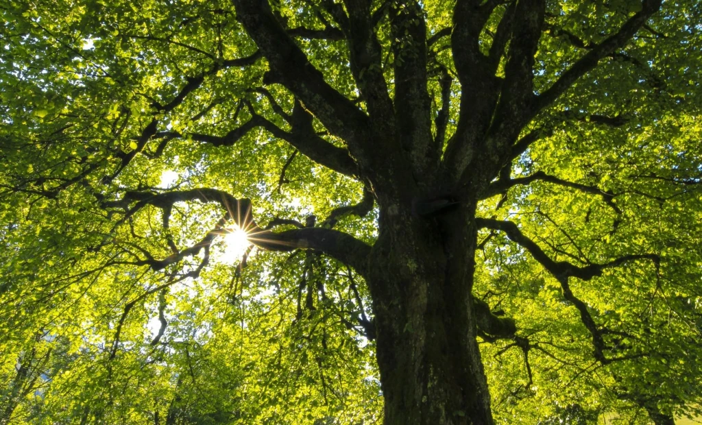 Planting Trees for Global Sustainability