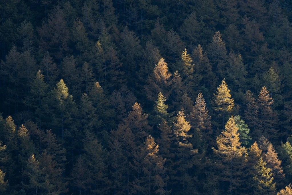 Evertreen vs. Other Tree Planting Platforms: What Makes Us Different?