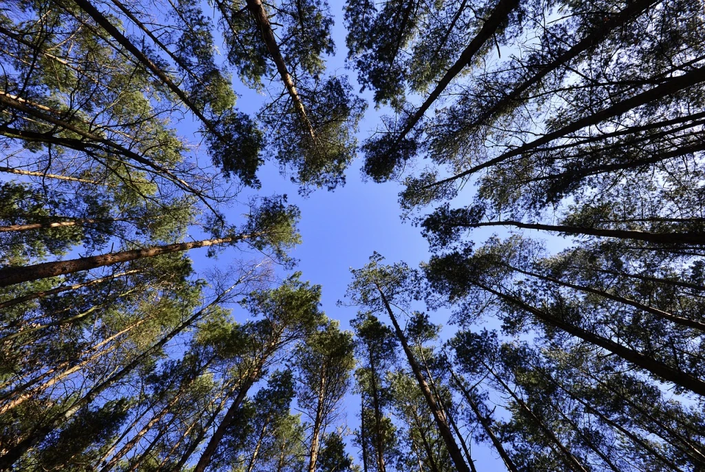 Leading the Green Revolution: Plant Trees Online with Evertreen