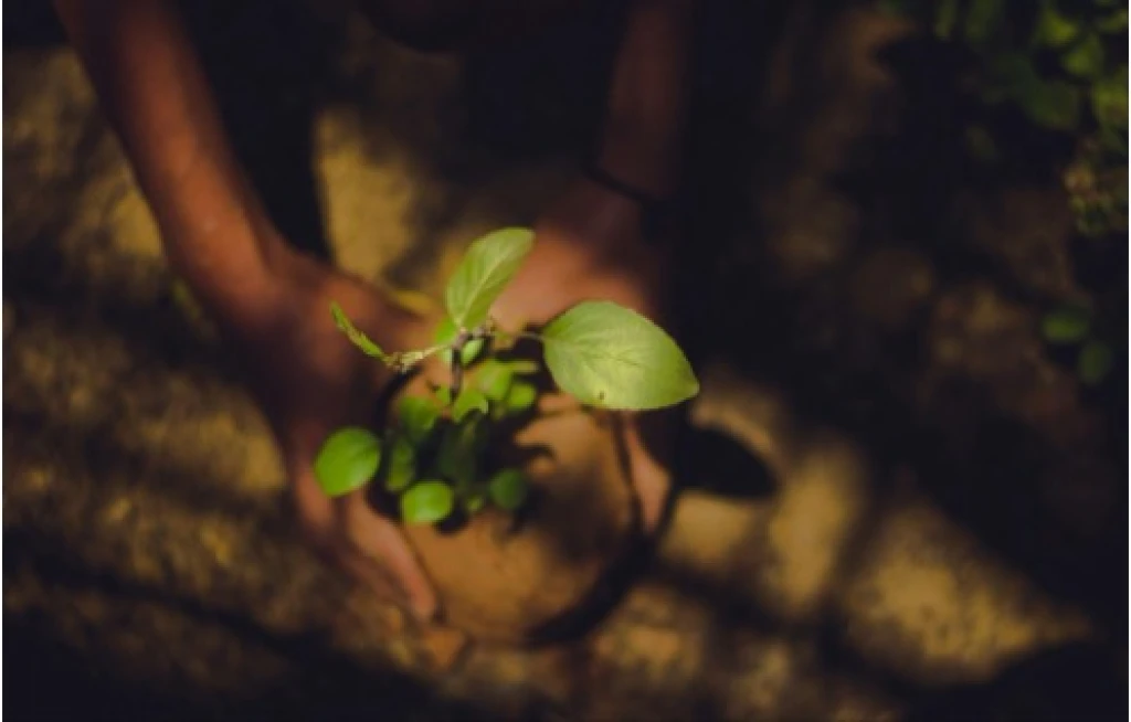 The Perfect Eco-Friendly Gift: Plant a Tree with Evertreen
