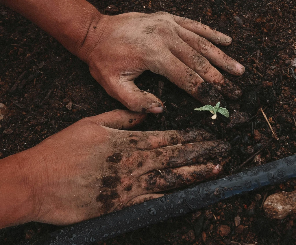 How Much Carbon Does a Tree Capture?