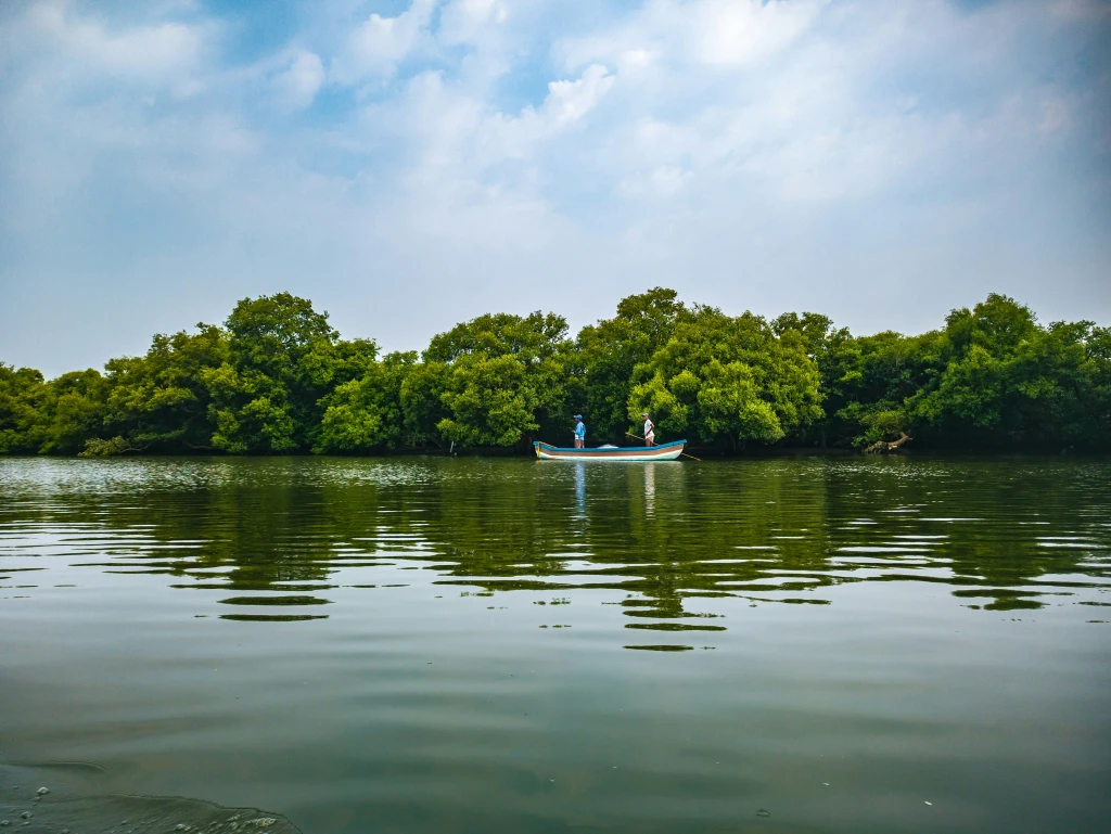 Mangrove Trees: Why Planting Mangroves Helps Combat Climate Change