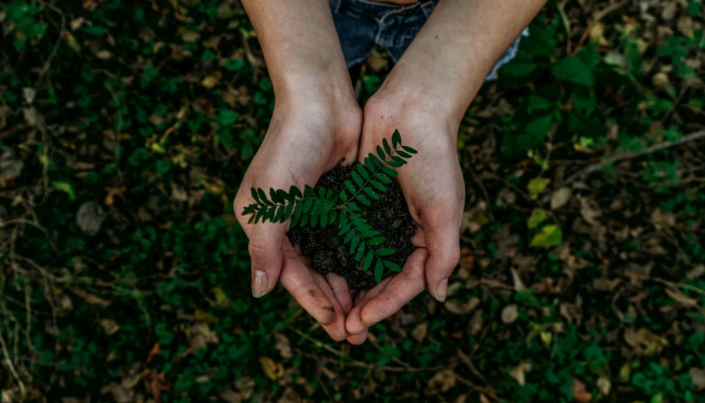 What is Reforestation? Definition, Purpose, and How It Restores Ecosystems