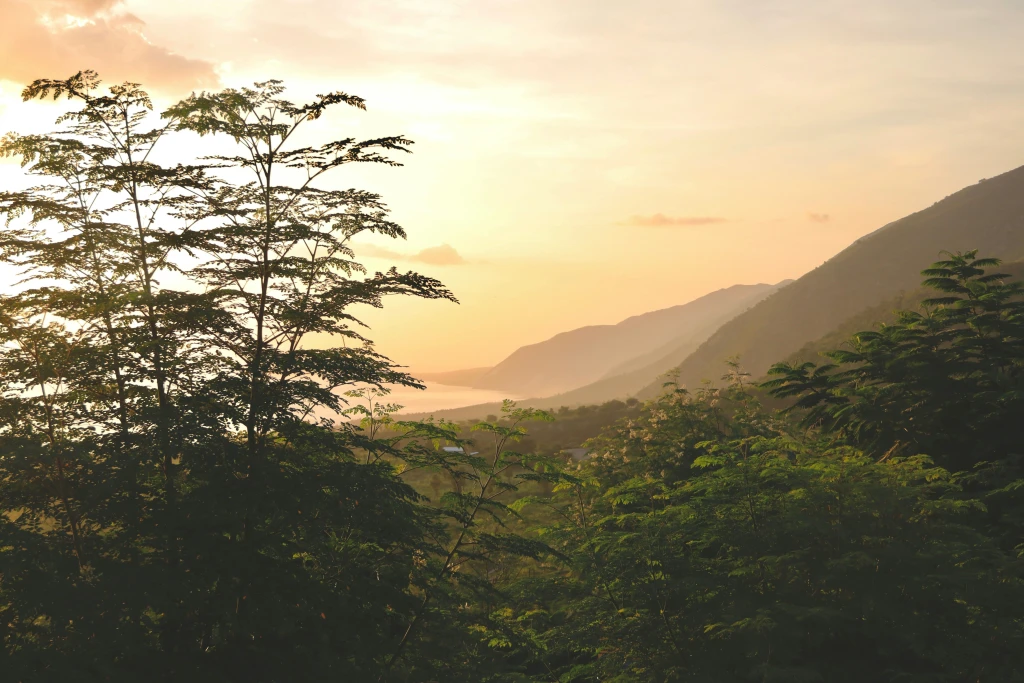 How to Support Reforestation in Haiti: Evertreen’s Tree Planting Projects