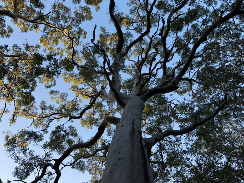 The Role of Big Trees in Ecosystems: Why We Need to Protect Them