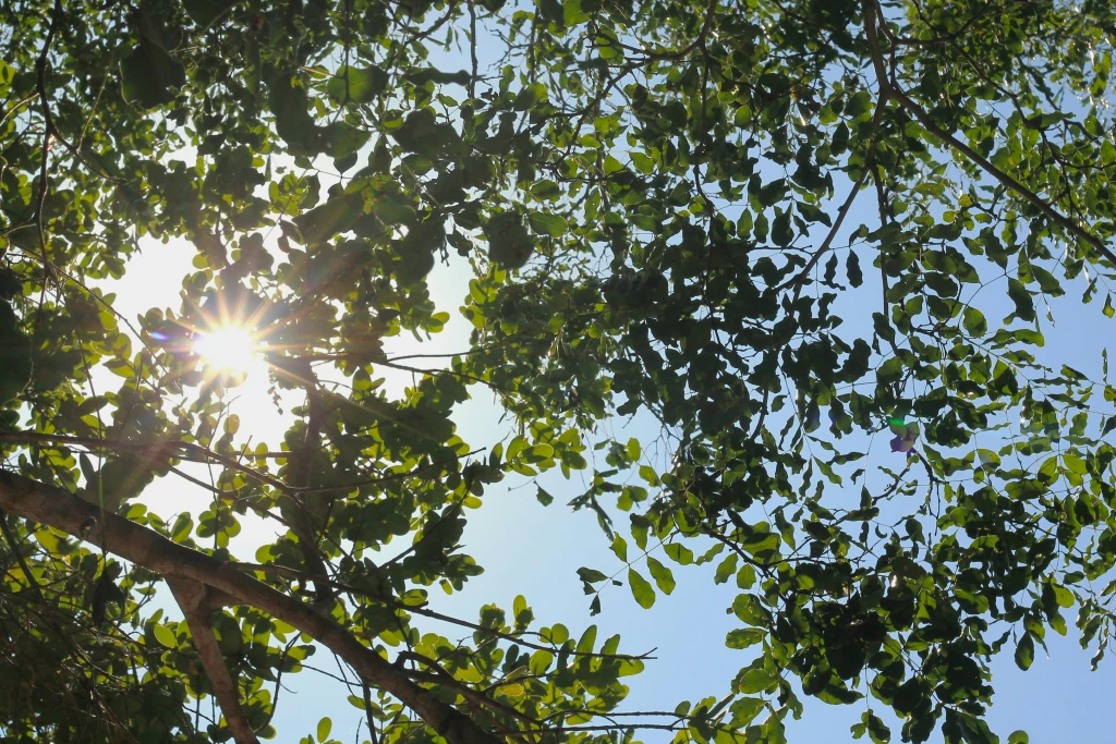 Reforestation in Mozambique: Evertreen’s Commitment to Restoring Ecosystems