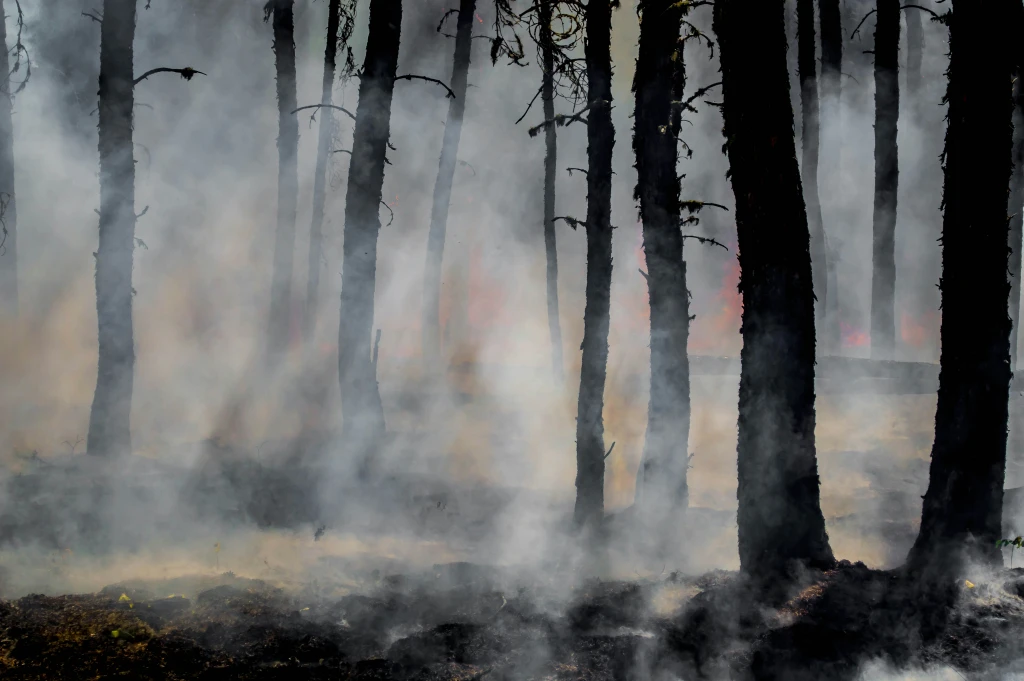 Rebuilding Los Angeles: How Tree Planting Can Mitigate Wildfire Damage
