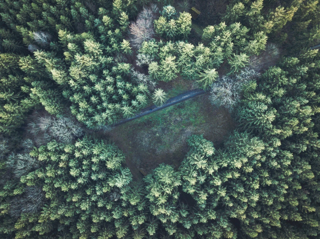 Reforestation in Germany: Our Commitment to Restoring Ecosystems