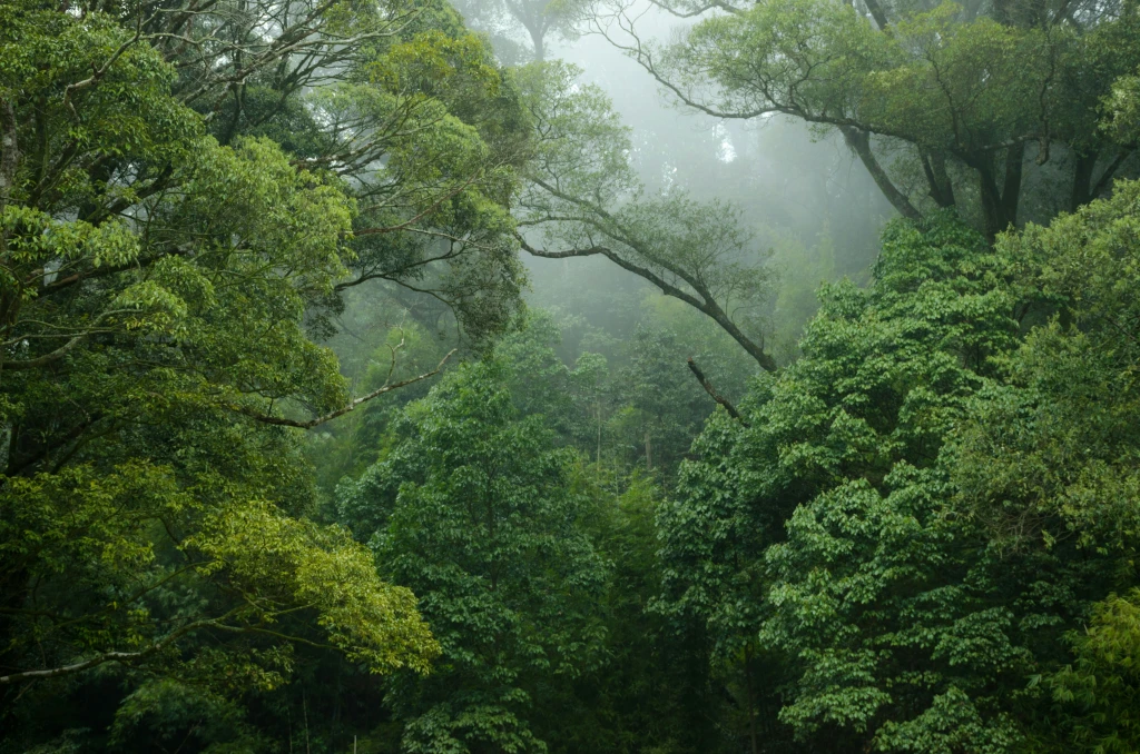 Green Perks: How Planting Trees Can Boost Employee Engagement