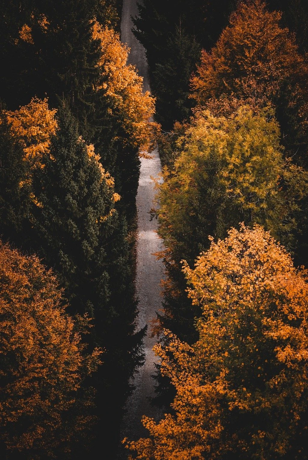 Proforestation: Letting Forests Grow for Carbon and Biodiversity