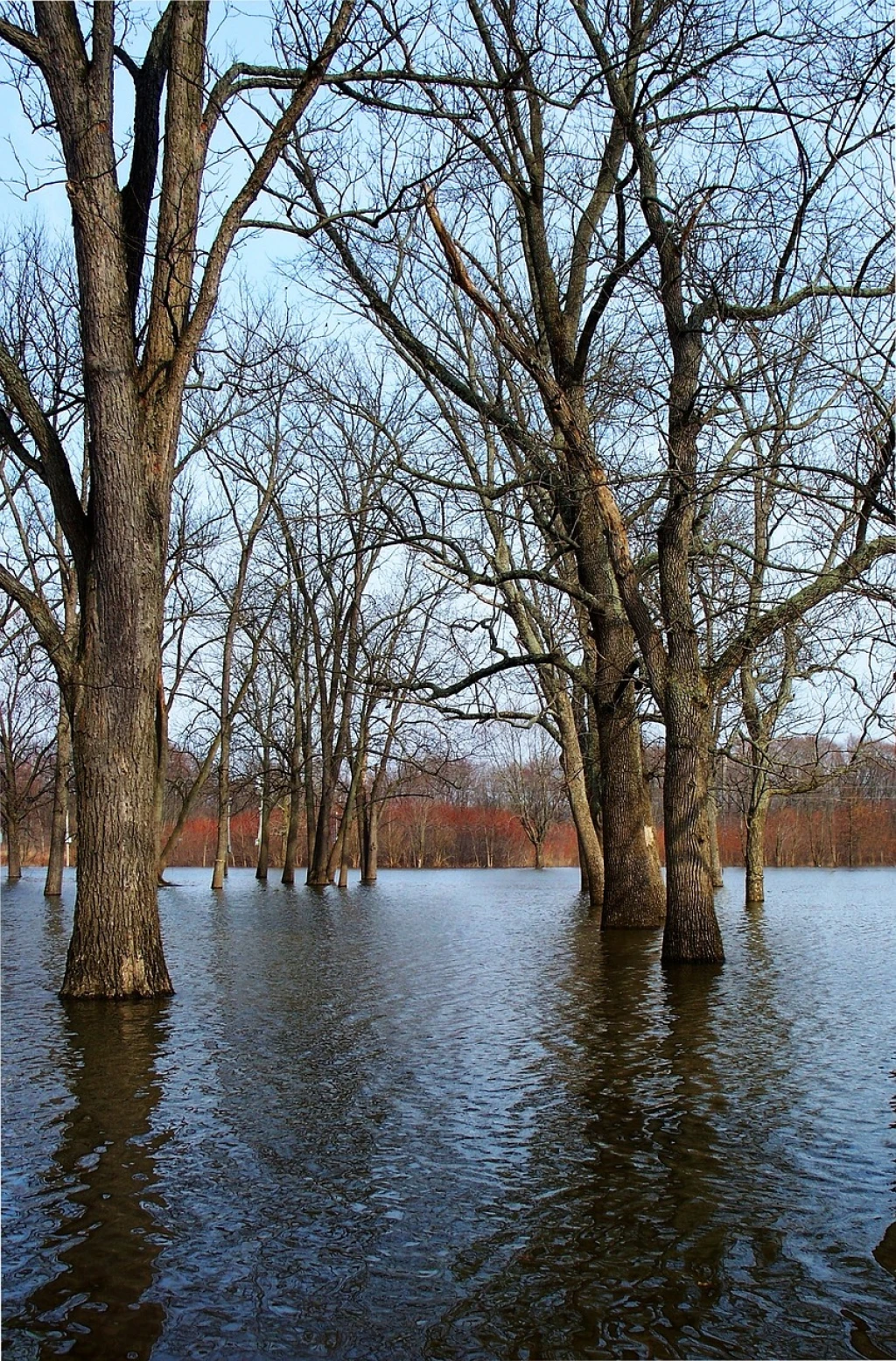 Why Reforestation Is Key as Tornadoes and Flooding Rise