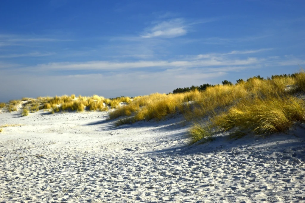 Blue Carbon Credits: Unlocking the Power of Coastal Ecosystems