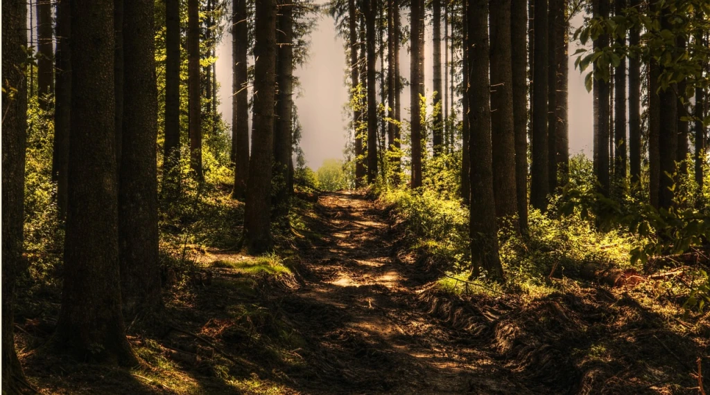 Appalachian Trail Restoration: Rebuilding and Strengthening After Hurricane 