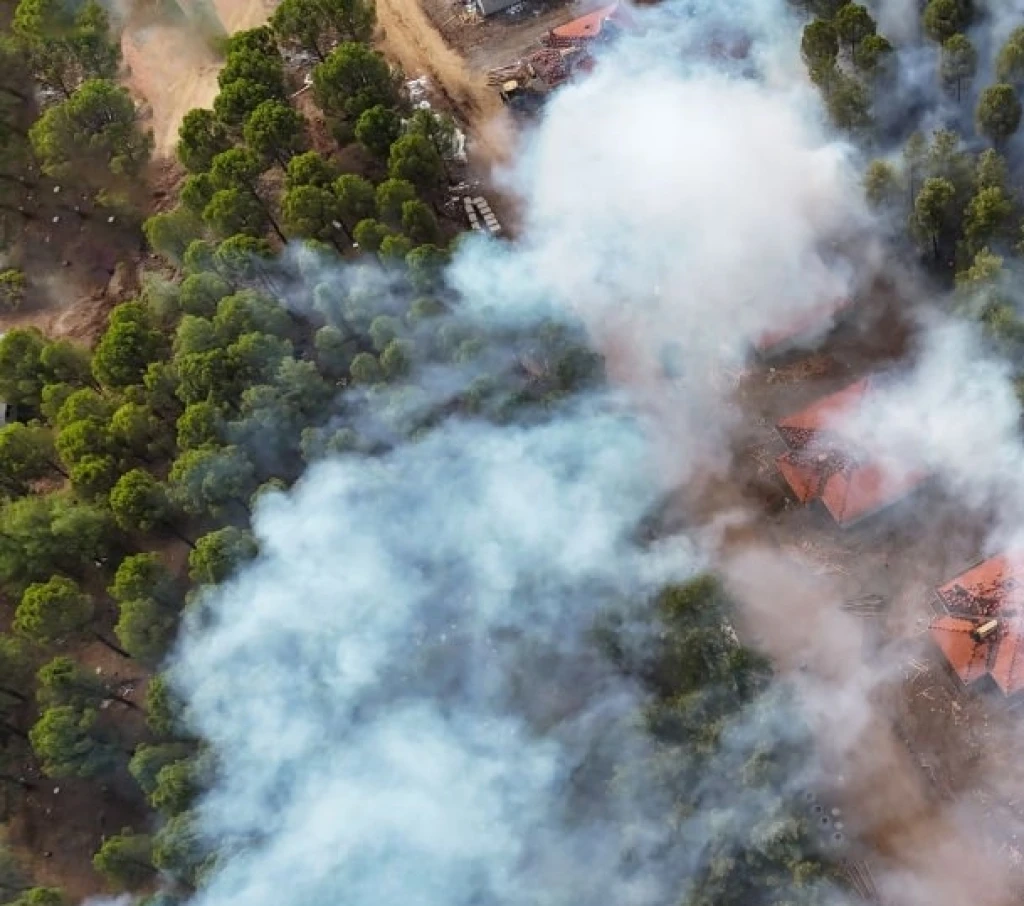 Healing Gaza: Afforestation and Reforestation Efforts