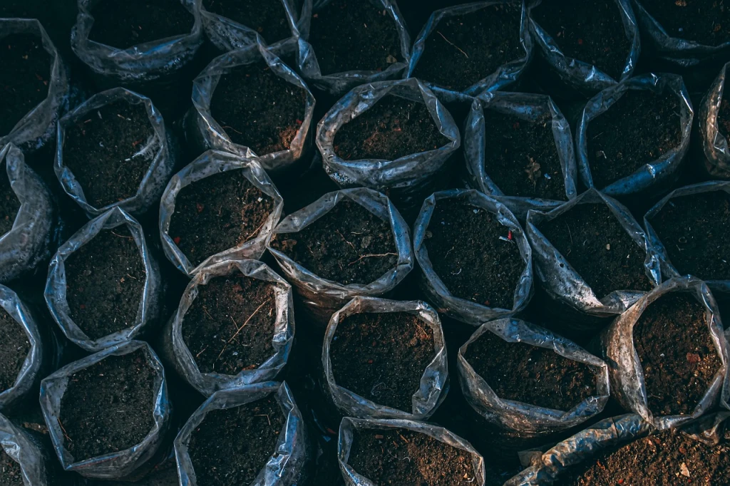 Afforestation and Trade Tensions: Restoring Ecosystems for Resilience