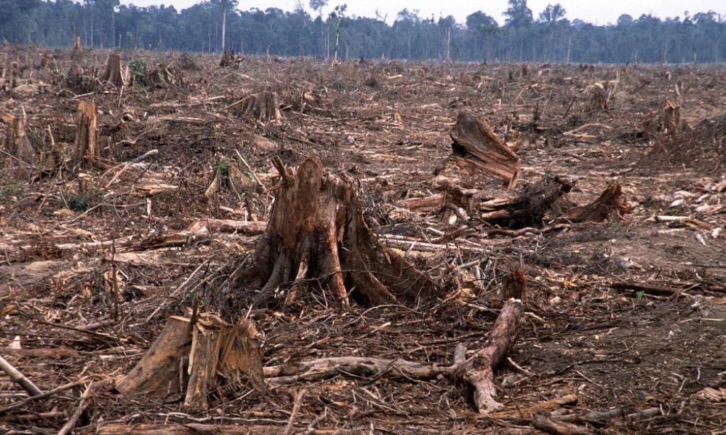 Restoration and Resistance: Healing the Environment in War Zones