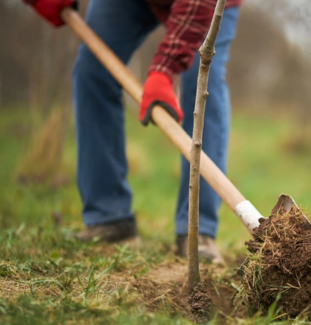 A Leading Solution for Corporate Sustainability and Tree Planting Initiatives