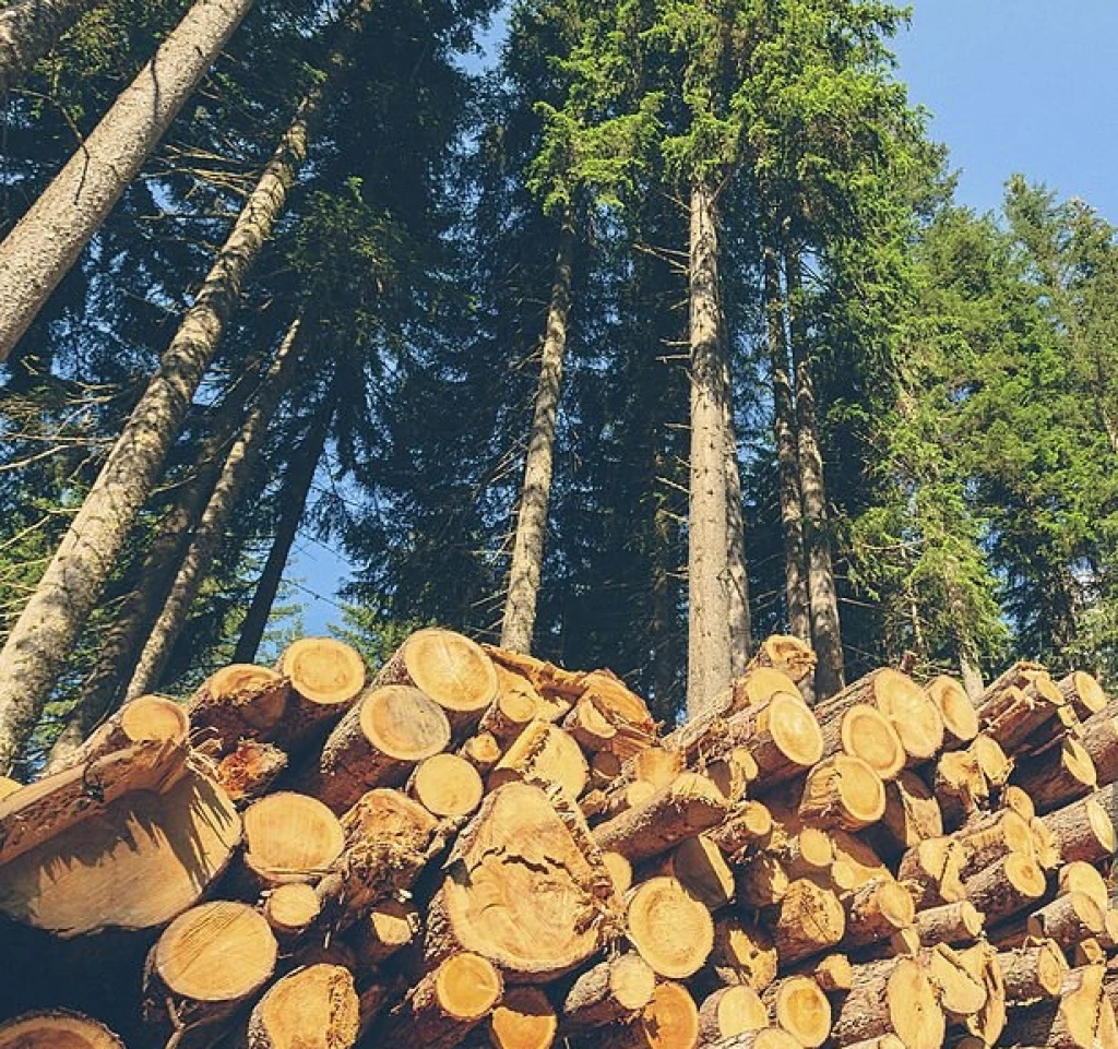 Scope 3 Emissions: How Carbon Offsets Fit Your Net-Zero Plan