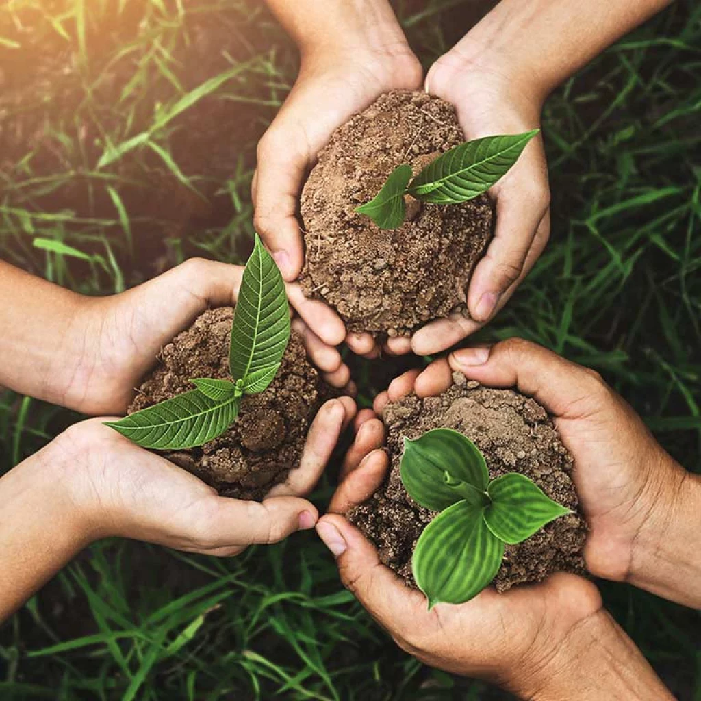 Tree Planting vs Carbon Offsets: Which Should Your Business Choose?