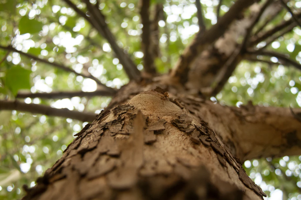 Trees as a Gift: A Meaningful, Traceable Way to Give