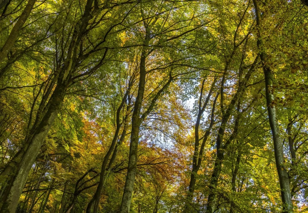Plant a Tree in Someone's Name: A Living Tribute