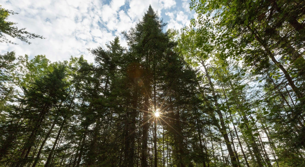 Gift a Tree for Any Occasion: Birthdays, Weddings and Thank-Yous