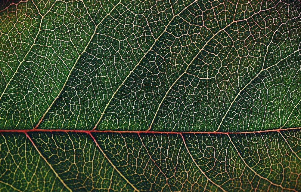 How Do Trees Absorb CO2? The Science, Simply