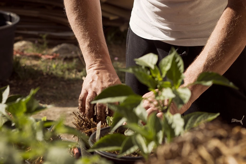Tree Gift vs Flowers: Which Gift Lasts Longer?