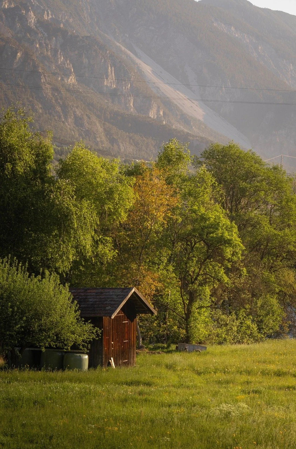 Reforestation vs Afforestation: What's the Difference?