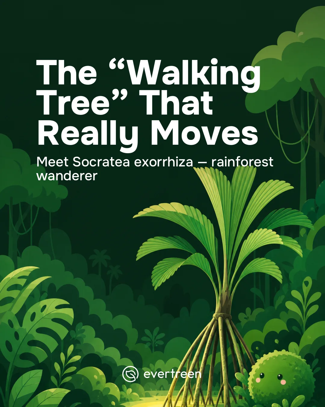 The Curious Case of the Walking Palm: Socratea exorrhiza