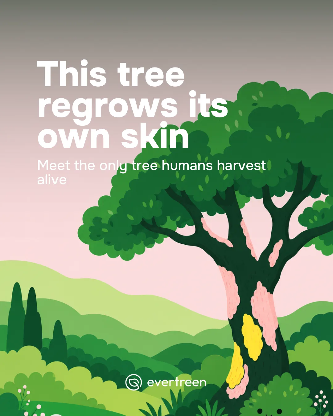 Scope 3 Emissions Offsetting: How the Cork Oak Regrows Its Bark