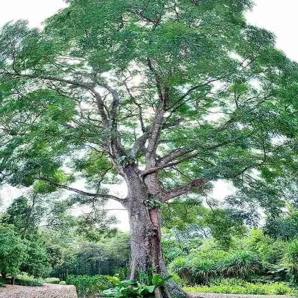 Tree image