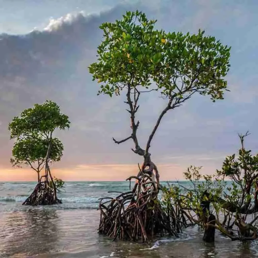 Tree image