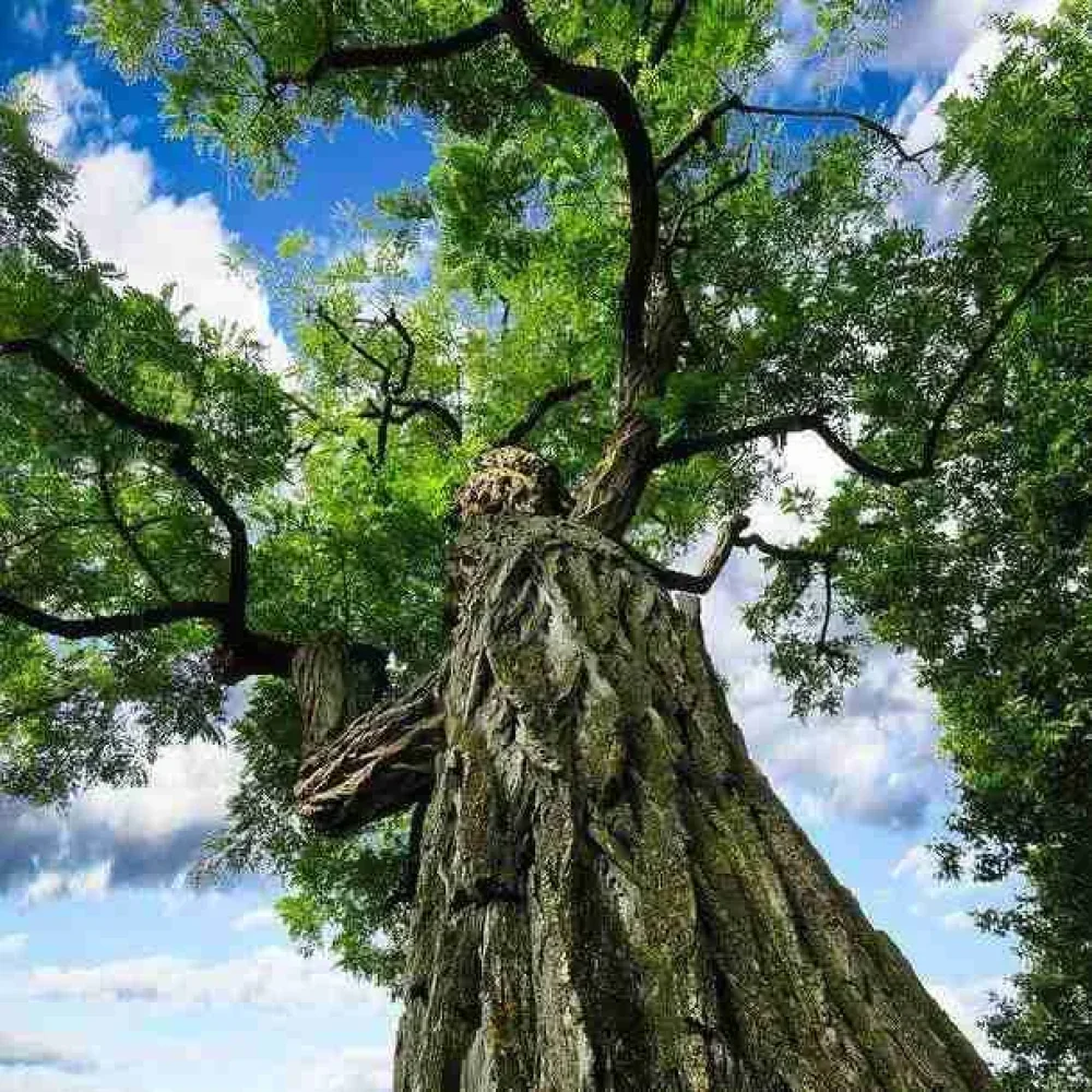 Trees in Brazil — tree planting in Brazil