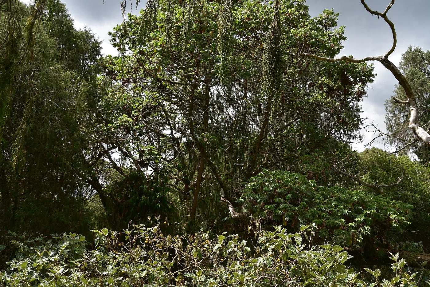 Trees in Ethiopia — Humbo — tree planting in Ethiopia