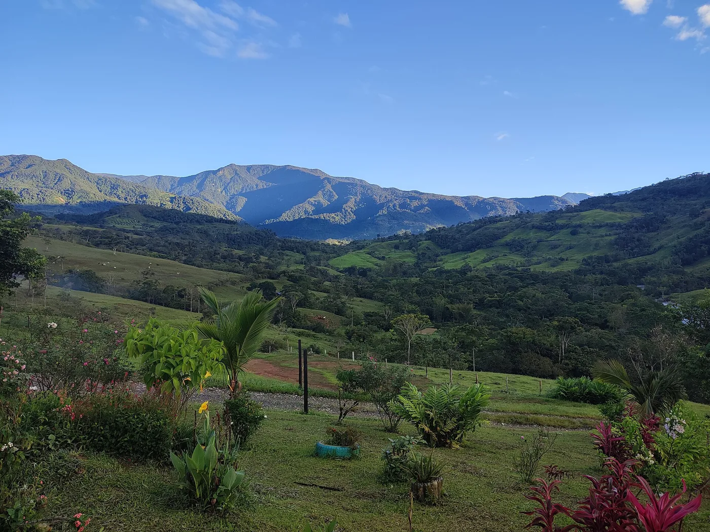 Trees in Colombia — Vichada — tree planting in Colombia