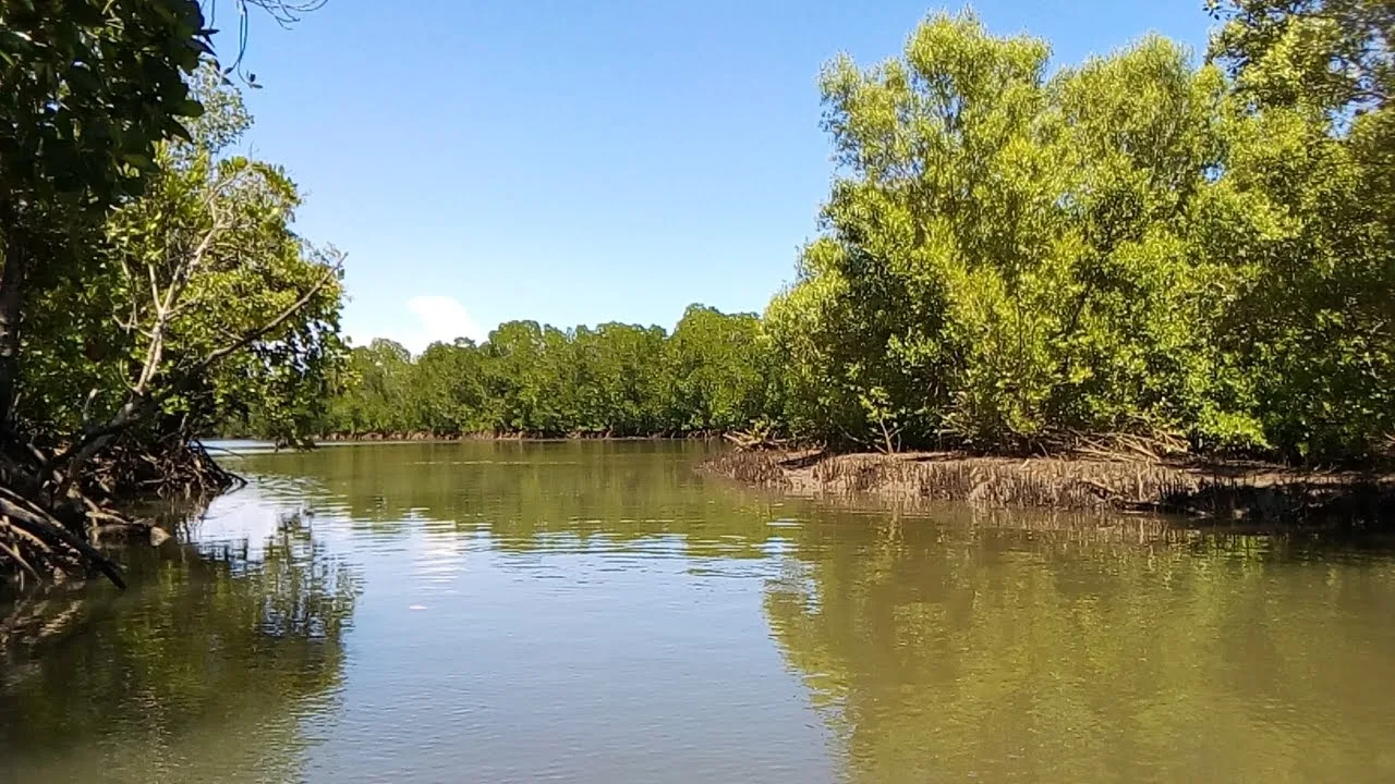 Mangroves in Kenya — Mikoko Pamoja — tree planting in Kenya